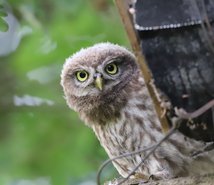 Stoni, Erkennungsvogel vom FSV-Quiz