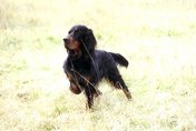 Gordon Setter (GS)