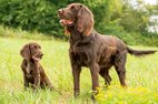 © Jagdhundefotografie Julia Kauer