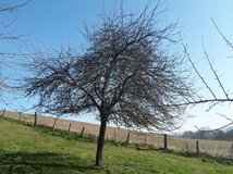 Der Baum vor dem Schnitt