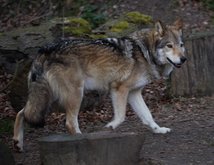 Wolf (Symbolbild), Foto: Max Hunger