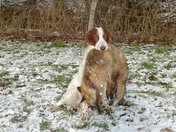 Irish Red and White Setter (IRWS)