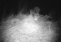 3. Rotte voll konzentriert!
