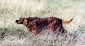 Irish Setter (IS)