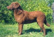 Chesapeake Bay Retriever