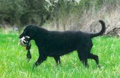 Curly coated Retriever