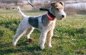 Foxterrier Drahthaar (FT)