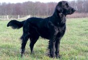 Flat coated Retriever