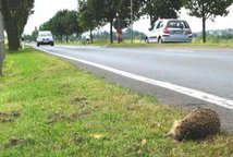 Foto:Höde