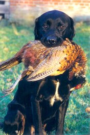 Labrador Retriever