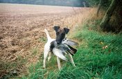 Foxterrier Glatthaar (FT)