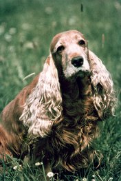 English Cocker Spaniel (Co.-SP)