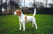 Beagle (Bea)