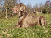 Langhaariger Weimaraner (W)