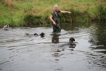 Eckart Stapel steht im Wasser, während die Welpen um ihn herum schwimmen.