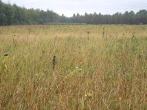Eingeschränkte Blütenpracht, aber im Herbst immer noch für Deckung und Äsung (Samen) gut!