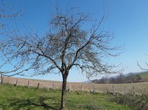 Der Baum nach dem Rückschnitt