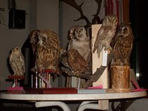 Eulenartige (von rechts): Waldohreule, Rauhfusskaeuze (Praeparat ueber 100 Jahre alt!) auf einem Ast sitzend: Links Jungvogel, rechts Altvogel