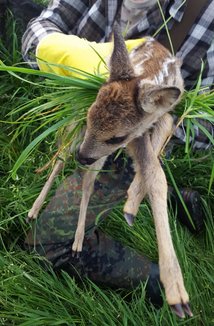 Damit das Kitz keinen menschlichen Geruch annimmt, wird mit Gras umwickelt und nur mit Handschuhen getragen