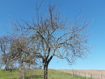 Der Baum nach dem Rückschnitt