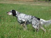 English Setter (ES)