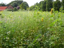 Phacelia, Sonnenblume und Co.