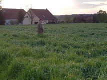 Foto: Thomas Große- Johannböcke
