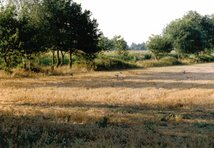 Eine Strukturreiche Landschaft bietet dem Wild Deckungs- Äsungs- und Ruhemöglichkeiten. Hier: Einfallende Fasane auf einem abgeernteten Getreideschlag (Foto: Thomas Schomaker)