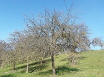 Der Baum vor dem Schnitt