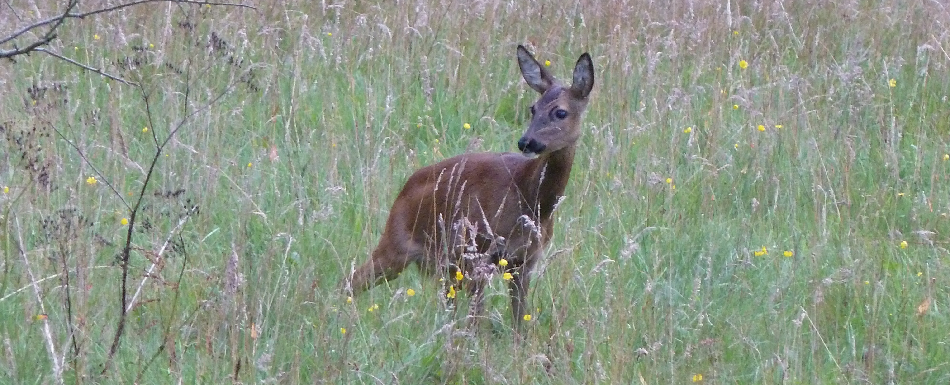 Hegering Delmenhorst