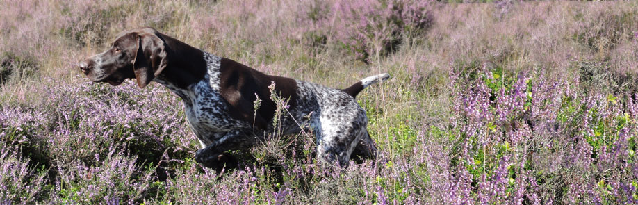 Jagdhundewesen